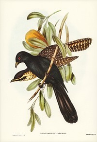 Flinder&#39;s Cuckoo (Eudynamys Flindersii) illustrated by <a href="https://www.rawpixel.com/search/Elizabeth%20Gould?&amp;page=1">Elizabeth Gould</a> (1804&ndash;1841) for <a href="https://www.rawpixel.com/search/John%20Gould?">John Gould&rsquo;</a>s (1804-1881) Birds of Australia (1972 Edition, 8 volumes). Digitally enhanced from our own facsimile book (1972 Edition, 8 volumes).