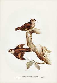 Brown Tree-Creeper (Climacteris scandens) illustrated by Elizabeth Gould (1804–1841) for John Gould’s (1804-1881) Birds of Australia (1972 Edition, 8 volumes). Digitally enhanced from our own facsimile book (1972 Edition, 8 volumes).