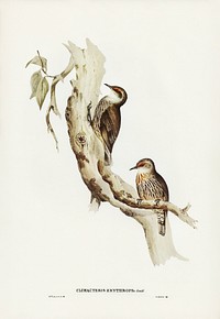 Red-eyebrowed Tree-Creeper (Climacteris crythrops) illustrated by <a href="https://www.rawpixel.com/search/Elizabeth%20Gould?&amp;page=1">Elizabeth Gould</a> (1804&ndash;1841) for <a href="https://www.rawpixel.com/search/John%20Gould?">John Gould</a>&rsquo;s (1804-1881) Birds of Australia (1972 Edition, 8 volumes). Digitally enhanced from our own facsimile book (1972 Edition, 8 volumes).