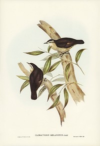 Black-backed Tree-Creeper (Climacteris melanotus) illustrated by <a href="https://www.rawpixel.com/search/Elizabeth%20Gould?&amp;page=1">Elizabeth Gould </a>(1804&ndash;1841) for <a href="https://www.rawpixel.com/search/John%20Gould?">John Gould</a>&rsquo;s (1804-1881) Birds of Australia (1972 Edition, 8 volumes). Digitally enhanced from our own facsimile book (1972 Edition, 8 volumes).