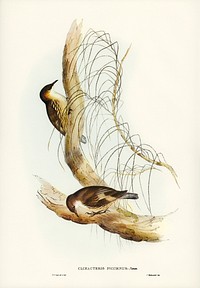 White-throated Tree-Creeper (Climacteris picumnus) illustrated by <a href="https://www.rawpixel.com/search/Elizabeth%20Gould?&amp;page=1">Elizabeth Gould</a> (1804&ndash;1841) for <a href="https://www.rawpixel.com/search/John%20Gould?">John Gould</a>&rsquo;s (1804-1881) Birds of Australia (1972 Edition, 8 volumes). Digitally enhanced from our own facsimile book (1972 Edition, 8 volumes).