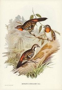 Spine-tailed Orthonyx (Orthonyx spinicaudus) illustrated by <a href="https://www.rawpixel.com/search/Elizabeth%20Gould?&amp;page=1">Elizabeth Gould</a> (1804&ndash;1841) for <a href="https://www.rawpixel.com/search/John%20Gould?">John Gould</a>&rsquo;s (1804-1881) Birds of Australia (1972 Edition, 8 volumes). Digitally enhanced from our own facsimile book (1972 Edition, 8 volumes).