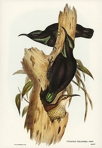 Rifle Bird (Ptiloris paradiseus) illustrated by <a href="https://www.rawpixel.com/search/Elizabeth%20Gould?&amp;page=1">Elizabeth Gould</a> (1804&ndash;1841) for <a href="https://www.rawpixel.com/search/John%20Gould?">John Gould</a>&rsquo;s (1804-1881) Birds of Australia (1972 Edition, 8 volumes). Digitally enhanced from our own facsimile book (1972 Edition, 8 volumes).