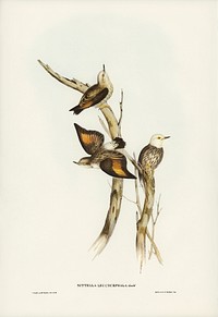 White-headed Sittella (Sittella leucocephala) illustrated by <a href="https://www.rawpixel.com/search/Elizabeth%20Gould?&amp;page=1">Elizabeth Gould</a> (1804&ndash;1841) for <a href="https://www.rawpixel.com/search/John%20Gould?">John Gould</a>&rsquo;s (1804-1881) Birds of Australia (1972 Edition, 8 volumes). Digitally enhanced from our own facsimile book (1972 Edition, 8 volumes).