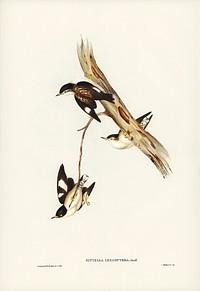White-winged Sittella (Sittella leucoptera) illustrated by <a href="https://www.rawpixel.com/search/Elizabeth%20Gould?&amp;page=1">Elizabeth Gould</a> (1804&ndash;1841) for <a href="https://www.rawpixel.com/search/John%20Gould?">John Gould&rsquo;</a>s (1804-1881) Birds of Australia (1972 Edition, 8 volumes). Digitally enhanced from our own facsimile book (1972 Edition, 8 volumes).