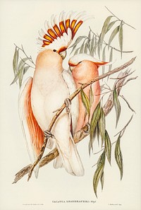Leadbeater&#39;s Cockatoo (Cacatua Leadbeaterii) illustrated by <a href="https://www.rawpixel.com/search/Elizabeth%20Gould?&amp;page=1">Elizabeth Gould</a> (1804&ndash;1841) for <a href="https://www.rawpixel.com/search/John%20Gould?">John Gould</a>&rsquo;s (1804-1881) Birds of Australia (1972 Edition, 8 volumes). Digitally enhanced from our own facsimile book (1972 Edition, 8 volumes).