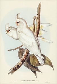 Blood-stained Cockatoo (Cacatua sanguinca) illustrated by Elizabeth Gould (1804&ndash;1841) for John Gould&rsquo;s (1804-1881) Birds of Australia (1972 Edition, 8 volumes). Digitally enhanced from our own facsimile book (1972 Edition, 8 volumes).