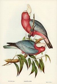 Cacatua Eos (Rose-breasted Cockatoo) illustrated by Elizabeth Gould (1804&ndash;1841) for John Gould&rsquo;s (1804-1881) Birds of Australia (1972 Edition, 8 volumes). Digitally enhanced from our own facsimile book (1972 Edition, 8 volumes).