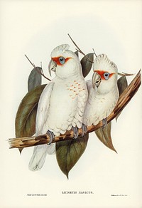 Long-billed Cockatoo (Licmetis nasicus) illustrated by <a href="https://www.rawpixel.com/search/Elizabeth%20Gould?&amp;page=1">Elizabeth Gould</a> (1804&ndash;1841) for <a href="https://www.rawpixel.com/search/John%20Gould?">John Gould</a>&rsquo;s (1804-1881) Birds of Australia (1972 Edition, 8 volumes). Digitally enhanced from our own facsimile book (1972 Edition, 8 volumes).