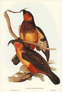 Philip Island Parrot (Nestor productus) illustrated by<a href="https://www.rawpixel.com/search/Elizabeth%20Gould?&amp;page=1"> Elizabeth Gould</a> (1804&ndash;1841) for <a href="https://www.rawpixel.com/search/John%20Gould?">John Gould</a>&rsquo;s (1804-1881) Birds of Australia (1972 Edition, 8 volumes). Digitally enhanced from our own facsimile book (1972 Edition, 8 volumes).
