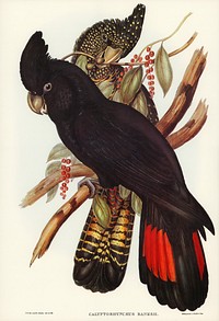 Banksian Cockatoo (Calyptorhynchus Banksii) illustrated by <a href="https://www.rawpixel.com/search/Elizabeth%20Gould?&amp;page=1">Elizabeth Gould</a> (1804&ndash;1841) for <a href="https://www.rawpixel.com/search/John%20Gould?">John Gould</a>&rsquo;s (1804-1881) Birds of Australia (1972 Edition, 8 volumes). Digitally enhanced from our own facsimile book (1972 Edition, 8 volumes).