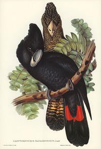 Great-billed Black Cockatoo (Calyptorhynchus macrorhynchus) illustrated by <a href="https://www.rawpixel.com/search/Elizabeth%20Gould?&amp;page=1">Elizabeth Gould</a> (1804&ndash;1841) for <a href="https://www.rawpixel.com/search/John%20Gould?">John Gould</a>&rsquo;s (1804-1881) Birds of Australia (1972 Edition, 8 volumes). Digitally enhanced from our own facsimile book (1972 Edition, 8 volumes).