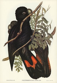 Western Black Cockatoo (Calyptorhynchus naso) illustrated by <a href="https://www.rawpixel.com/search/Elizabeth%20Gould?&amp;page=1">Elizabeth Gould</a> (1804&ndash;1841) for <a href="https://www.rawpixel.com/search/John%20Gould?">John Gould</a>&rsquo;s (1804-1881) Birds of Australia (1972 Edition, 8 volumes). Digitally enhanced from our own facsimile book (1972 Edition, 8 volumes).