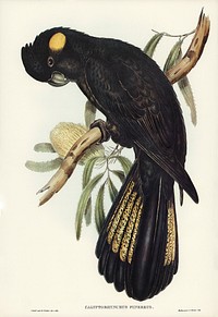 Funereal Cockatoo (Calyptorhynchus funereus) illustrated by <a href="https://www.rawpixel.com/search/Elizabeth%20Gould?&amp;page=1">Elizabeth Gould</a> (1804&ndash;1841) for <a href="https://www.rawpixel.com/search/John%20Gould?">John Gould</a>&rsquo;s (1804-1881) Birds of Australia (1972 Edition, 8 volumes). Digitally enhanced from our own facsimile book (1972 Edition, 8 volumes).