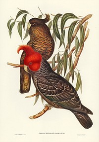 Gang-gang Cockatoo (Callocephalon galeatum) illustrated by <a href="https://www.rawpixel.com/search/Elizabeth%20Gould?&amp;page=1">Elizabeth Gould</a> (1804&ndash;1841) for <a href="https://www.rawpixel.com/search/John%20Gould?">John Gould</a>&rsquo;s (1804-1881) Birds of Australia (1972 Edition, 8 volumes). Digitally enhanced from our own facsimile book (1972 Edition, 8 volumes).
