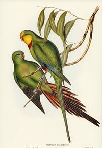 Black-tailed Parakeet (Polytelis melanura) illustrated by <a href="https://www.rawpixel.com/search/Elizabeth%20Gould?&amp;page=1">Elizabeth Gould</a> (1804&ndash;1841) for <a href="https://www.rawpixel.com/search/John%20Gould?">John Gould</a>&rsquo;s (1804-1881) Birds of Australia (1972 Edition, 8 volumes). Digitally enhanced from our own facsimile book (1972 Edition, 8 volumes).