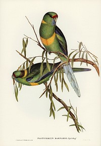 Black-tailed Parakeet (Polytelis melanura) illustrated by <a href="https://www.rawpixel.com/search/Elizabeth%20Gould?&amp;page=1">Elizabeth Gould</a> (1804&ndash;1841) for<a href="https://www.rawpixel.com/search/John%20Gould?"> John Gould</a>&rsquo;s (1804-1881) Birds of Australia (1972 Edition, 8 volumes). Digitally enhanced from our own facsimile book (1972 Edition, 8 volumes).