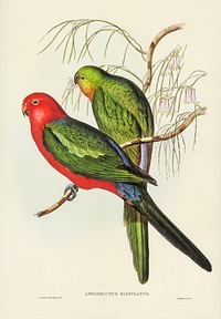 King Lory (Aprosmictus scapulatus) illustrated by Elizabeth Gould (1804&ndash;1841) for John Gould&rsquo;s (1804-1881) Birds of Australia (1972 Edition, 8 volumes). Digitally enhanced from our own facsimile book (1972 Edition, 8 volumes).