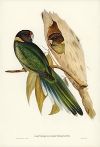 Yellow-collared Parakeet (Platycercus semitorquatus) illustrated by <a href="https://www.rawpixel.com/search/Elizabeth%20Gould?&amp;page=1">Elizabeth Gould</a> (1804&ndash;1841) for <a href="https://www.rawpixel.com/search/John%20Gould?">John Gould</a>&rsquo;s (1804-1881) Birds of Australia (1972 Edition, 8 volumes). Digitally enhanced from our own facsimile book (1972 Edition, 8 volumes).