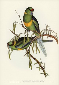 Barnard&#39;s Parakeet (Platycercus Barnardii) illustrated by <a href="https://www.rawpixel.com/search/Elizabeth%20Gould?&amp;page=1">Elizabeth Gould</a> (1804&ndash;1841) for <a href="https://www.rawpixel.com/search/John%20Gould?">John Gould</a>&rsquo;s (1804-1881) Birds of Australia (1972 Edition, 8 volumes). Digitally enhanced from our own facsimile book (1972 Edition, 8 volumes).