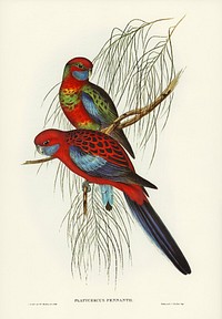 Pennant&#39;s Parakeet (Platycercus Pennantii) illustrated by <a href="https://www.rawpixel.com/search/Elizabeth%20Gould?&amp;page=1">Elizabeth Gould</a> (1804&ndash;1841) for <a href="https://www.rawpixel.com/search/John%20Gould?">John Gould</a>&rsquo;s (1804-1881) Birds of Australia (1972 Edition, 8 volumes). Digitally enhanced from our own facsimile book (1972 Edition, 8 volumes).