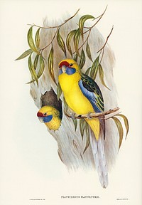 Yellow-bellied Parakeet (Platycercus flaviventris) illustrated by <a href="https://www.rawpixel.com/search/Elizabeth%20Gould?&amp;page=1">Elizabeth Gould</a> (1804&ndash;1841) for <a href="https://www.rawpixel.com/search/John%20Gould?">John Gould</a>&rsquo;s (1804-1881) Birds of Australia (1972 Edition, 8 volumes). Digitally enhanced from our own facsimile book (1972 Edition, 8 volumes).