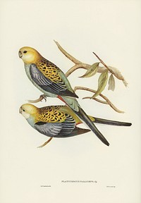 Pale-headed Parakeet (Platycercus palliceps) illustrated by <a href="https://www.rawpixel.com/search/Elizabeth%20Gould?&amp;page=1">Elizabeth Gould</a> (1804&ndash;1841) for<a href="https://www.rawpixel.com/search/John%20Gould?"> John Gould&rsquo;</a>s (1804-1881) Birds of Australia (1972 Edition, 8 volumes). Digitally enhanced from our own facsimile book (1972 Edition, 8 volumes).