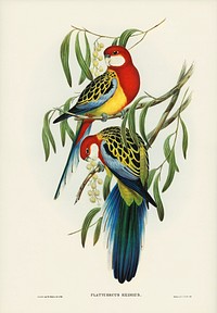 Rose-hill Parakeet (Platycercus eximius) illustrated by <a href="https://www.rawpixel.com/search/Elizabeth%20Gould?&amp;page=1">Elizabeth Gould</a> (1804&ndash;1841) for <a href="https://www.rawpixel.com/search/John%20Gould?">John Gould</a>&rsquo;s (1804-1881) Birds of Australia (1972 Edition, 8 volumes). Digitally enhanced from our own facsimile book (1972 Edition, 8 volumes).