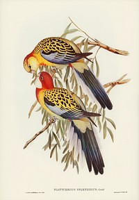 Splendid Parakeet (Platycercus splendidus) illustrated by<a href="https://www.rawpixel.com/search/Elizabeth%20Gould?&amp;page=1"> Elizabeth Gould</a> (1804&ndash;1841) for <a href="https://www.rawpixel.com/search/John%20Gould?">John Gould</a>&rsquo;s (1804-1881) Birds of Australia (1972 Edition, 8 volumes). Digitally enhanced from our own facsimile book (1972 Edition, 8 volumes).