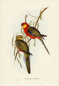 The Earl of Derby&#39;s Parrakeet (Platycercus icterotis) illustrated by <a href="https://www.rawpixel.com/search/Elizabeth%20Gould?&amp;page=1">Elizabeth Gould</a> (1804&ndash;1841) for <a href="https://www.rawpixel.com/search/John%20Gould?">John Gould</a>&rsquo;s (1804-1881) Birds of Australia (1972 Edition, 8 volumes). Digitally enhanced from our own facsimile book (1972 Edition, 8 volumes).