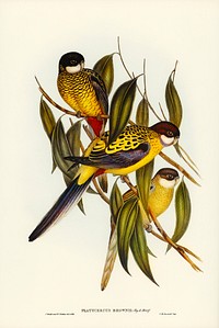 Brown&#39;s Parakeet (Platycercus Brownii) illustrated by <a href="https://www.rawpixel.com/search/Elizabeth%20Gould?&amp;page=1">Elizabeth Gould</a> (1804&ndash;1841) for <a href="https://www.rawpixel.com/search/John%20Gould?">John Gould</a>&rsquo;s (1804-1881) Birds of Australia (1972 Edition, 8 volumes). Digitally enhanced from our own facsimile book (1972 Edition, 8 volumes).