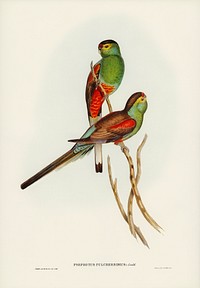 Beautiful Parakeet (Psephotus pulcherrimus) illustrated by <a href="https://www.rawpixel.com/search/Elizabeth%20Gould?&amp;page=1">Elizabeth Gould</a> (1804&ndash;1841) for<a href="https://www.rawpixel.com/search/John%20Gould?"> John Gould</a>&rsquo;s (1804-1881) Birds of Australia (1972 Edition, 8 volumes). Digitally enhanced from our own facsimile book (1972 Edition, 8 volumes).