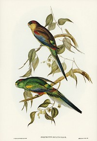 Many-coloured Parakeet (Psephotus multicolor) illustrated by <a href="https://www.rawpixel.com/search/Elizabeth%20Gould?&amp;page=1">Elizabeth Gould</a> (1804&ndash;1841) for <a href="https://www.rawpixel.com/search/John%20Gould?">John Gould</a>&rsquo;s (1804-1881) Birds of Australia (1972 Edition, 8 volumes). Digitally enhanced from our own facsimile book (1972 Edition, 8 volumes).