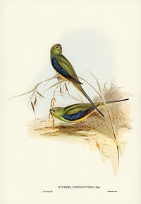 Blue-banded Grass-Parakeet (Euphema chrysostoma) illustrated by <a href="https://www.rawpixel.com/search/Elizabeth%20Gould?&amp;page=1">Elizabeth Gould </a>(1804&ndash;1841) for <a href="https://www.rawpixel.com/search/John%20Gould?">John Gould</a>&rsquo;s (1804-1881) Birds of Australia (1972 Edition, 8 volumes). Digitally enhanced from our own facsimile book (1972 Edition, 8 volumes).