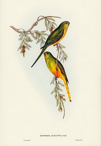 Orange-bellied Grass-Parrakeet (Euphema aurantia) illustrated by Elizabeth Gould (1804&ndash;1841) for John Gould&rsquo;s (1804-1881) Birds of Australia (1972 Edition, 8 volumes). Digitally enhanced from our own facsimile book (1972 Edition, 8 volumes).
