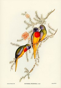 Splendid Grass-Parakeet (Euphema splendida) illustrated by <a href="https://www.rawpixel.com/search/Elizabeth%20Gould?&amp;page=1">Elizabeth Gould</a> (1804&ndash;1841) for <a href="https://www.rawpixel.com/search/John%20Gould?">John Gould&rsquo;</a>s (1804-1881) Birds of Australia (1972 Edition, 8 volumes). Digitally enhanced from our own facsimile book (1972 Edition, 8 volumes).