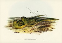 Ground Parakeet (Pezoporus formosus) illustrated by <a href="https://www.rawpixel.com/search/Elizabeth%20Gould?&amp;page=1">Elizabeth Gould</a> (1804&ndash;1841) for <a href="https://www.rawpixel.com/search/John%20Gould?">John Gould&rsquo;</a>s (1804-1881) Birds of Australia (1972 Edition, 8 volumes). Digitally enhanced from our own facsimile book (1972 Edition, 8 volumes).