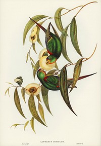 Swift Lorikeet (Lathamus discolor) illustrated by <a href="https://www.rawpixel.com/search/Elizabeth%20Gould?&amp;page=1">Elizabeth Gould</a> (1804&ndash;1841) for <a href="https://www.rawpixel.com/search/John%20Gould?">John Gould</a>&rsquo;s (1804-1881) Birds of Australia (1972 Edition, 8 volumes). Digitally enhanced from our own facsimile book (1972 Edition, 8 volumes).