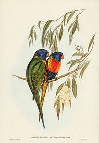 Swainson&#39;s Lorikeet (Trichoglossus Swainsonii) illustrated by <a href="https://www.rawpixel.com/search/Elizabeth%20Gould?&amp;page=1">Elizabeth Gould</a> (1804&ndash;1841) for <a href="https://www.rawpixel.com/search/John%20Gould?">John Gould</a>&rsquo;s (1804-1881) Birds of Australia (1972 Edition, 8 volumes). Digitally enhanced from our own facsimile book (1972 Edition, 8 volumes).