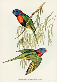 Red-collared Lorikeet (Trichoglossus rubritorquis) illustrated by <a href="https://www.rawpixel.com/search/Elizabeth%20Gould?&amp;page=1">Elizabeth Gould </a>(1804&ndash;1841) for <a href="https://www.rawpixel.com/search/John%20Gould?">John Gould</a>&rsquo;s (1804-1881) Birds of Australia (1972 Edition, 8 volumes). Digitally enhanced from our own facsimile book (1972 Edition, 8 volumes).