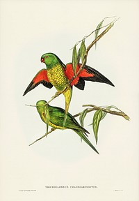Scaly-breasted Lorikeet (Trichoglossus chlorolepidotus) illustrated by <a href="https://www.rawpixel.com/search/Elizabeth%20Gould?&amp;page=1">Elizabeth Gould</a> (1804&ndash;1841) for <a href="https://www.rawpixel.com/search/John%20Gould?">John Gould</a>&rsquo;s (1804-1881) Birds of Australia (1972 Edition, 8 volumes). Digitally enhanced from our own facsimile book (1972 Edition, 8 volumes).