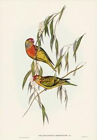 Varied Lorikeet (Trichoglossus versicolor) illustrated by Elizabeth Gould (1804&ndash;1841) for John Gould&rsquo;s (1804-1881) Birds of Australia (1972 Edition, 8 volumes). Digitally enhanced from our own facsimile book (1972 Edition, 8 volumes).