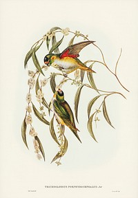 Porphyry-crowned Lorikeet (Trichoglossus Porphyrocephalus) illustrated by<a href="https://www.rawpixel.com/search/Elizabeth%20Gould?&amp;page=1"> Elizabeth Gould</a> (1804&ndash;1841) for<a href="https://www.rawpixel.com/search/John%20Gould?"> John Gould</a>&rsquo;s (1804-1881) Birds of Australia (1972 Edition, 8 volumes). Digitally enhanced from our own facsimile book (1972 Edition, 8 volumes).