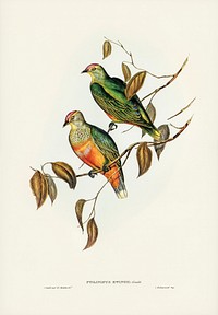 Ewing&#39;s Fruit Pigeon (Ptilinopus Ewingii) illustrated by <a href="https://www.rawpixel.com/search/Elizabeth%20Gould?&amp;page=1">Elizabeth Gould </a>(1804&ndash;1841) for <a href="https://www.rawpixel.com/search/John%20Gould?">John Gould</a>&rsquo;s (1804-1881) Birds of Australia (1972 Edition, 8 volumes). Digitally enhanced from our own facsimile book (1972 Edition, 8 volumes).