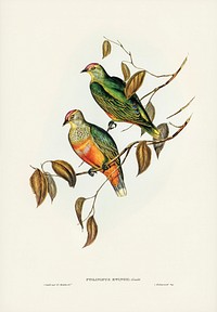 Ewing's Fruit Pigeon (Ptilinopus Ewingii) illustrated by Elizabeth Gould (1804–1841) for John Gould’s (1804-1881) Birds of Australia (1972 Edition, 8 volumes). Digitally enhanced from our own facsimile book (1972 Edition, 8 volumes).