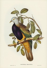 Magnificent Fruit Pigeon (Carpophaga magnifica) illustrated by Elizabeth Gould (1804&ndash;1841) for John Gould&rsquo;s (1804-1881) Birds of Australia (1972 Edition, 8 volumes). Digitally enhanced from our own facsimile book (1972 Edition, 8 volumes).