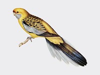 Yellow-rumped Parakeet illustration