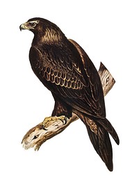 Wedge-tailed Eagle illustration