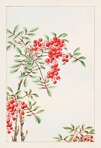 Nandina bush with berries during 1870&ndash;1880 by  Megata Morikaga. Original from Library of Congress. Digitally enhanced by rawpixel.