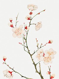 Vintage Japanese plum blossom art print, remix from artworks by Megata Morikaga